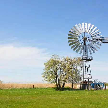 Rex Rugia Haus 17 07